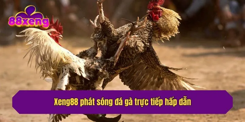 Xeng88 phát sóng đá gà trực tiếp hấp dẫn